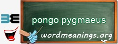 WordMeaning blackboard for pongo pygmaeus